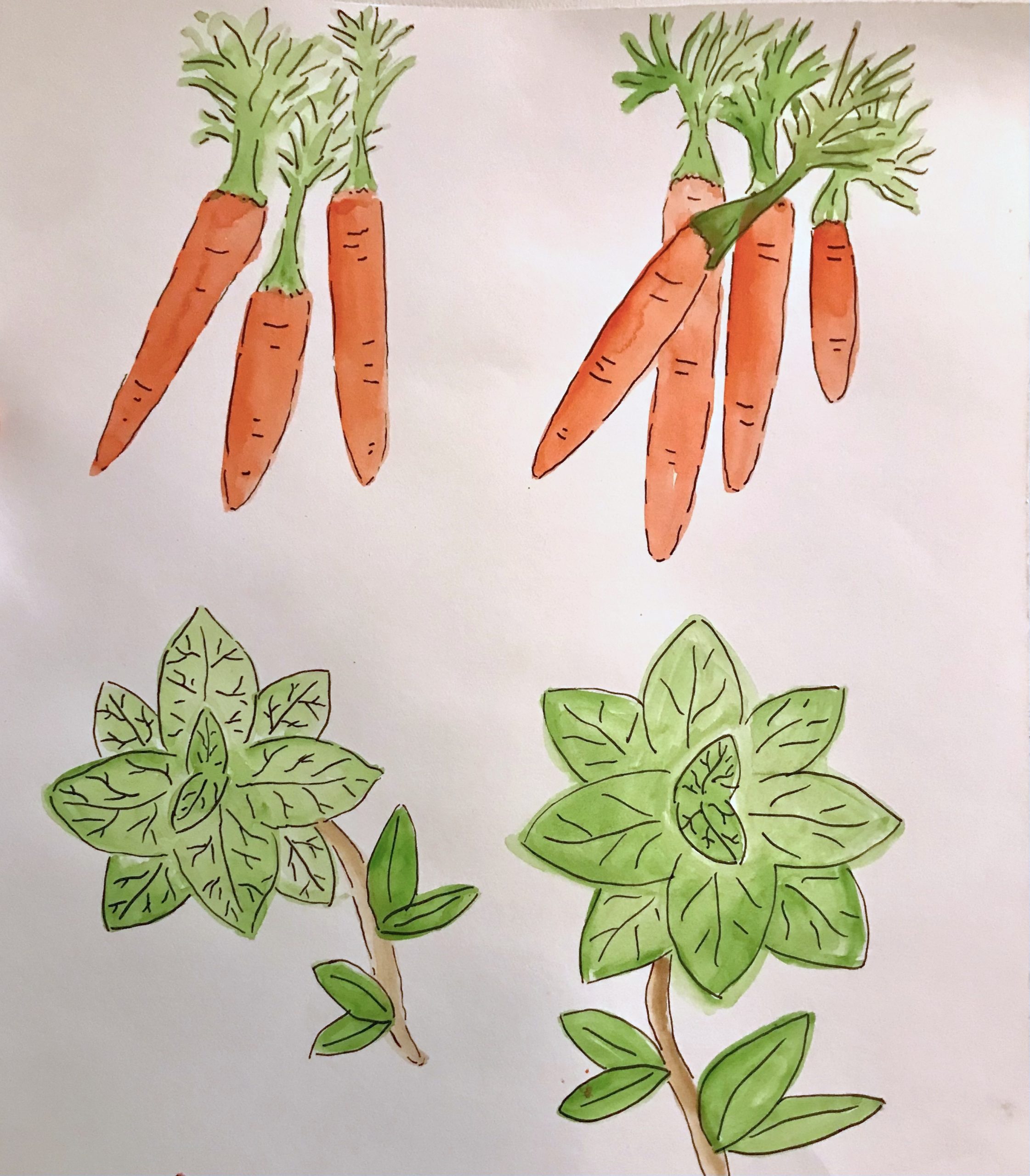 Drawings of carrots and mint by Robin Campbell